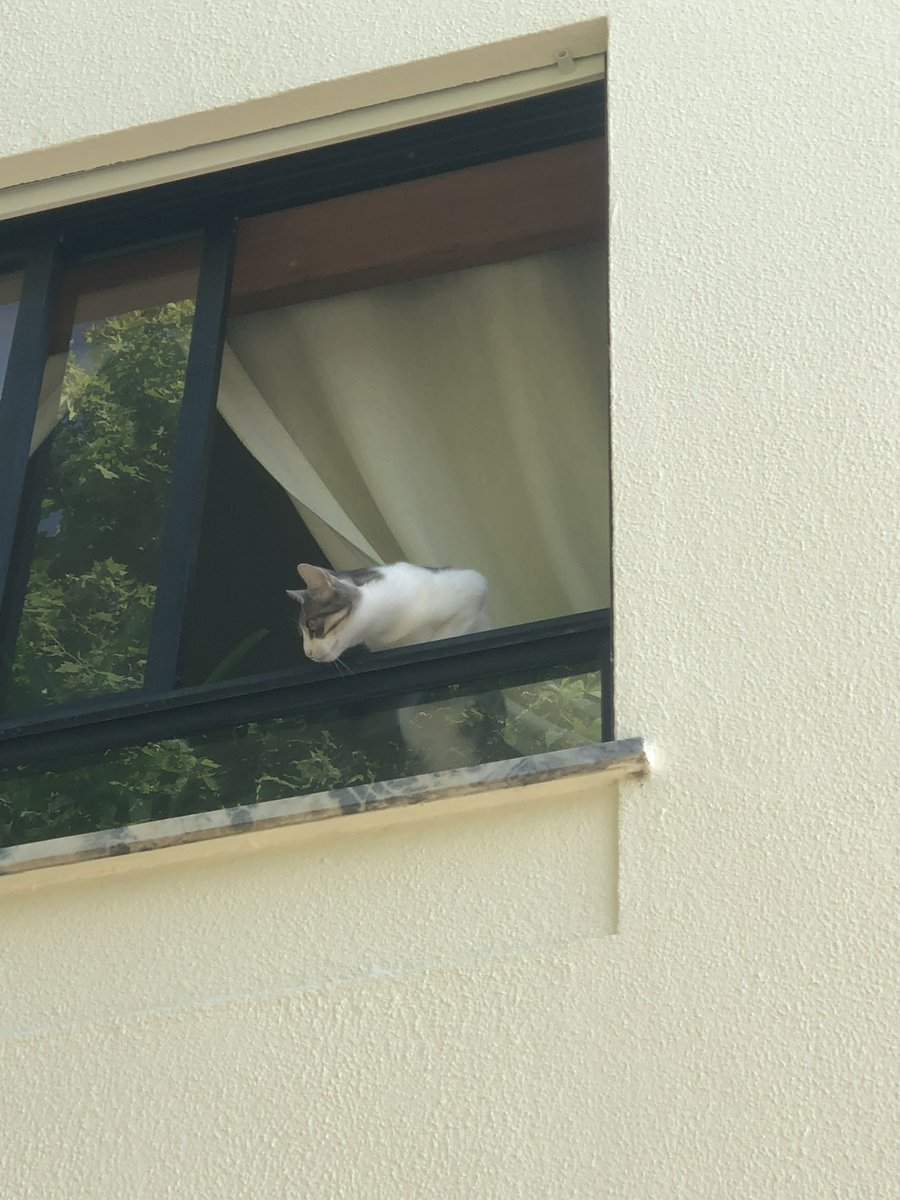 Teresa Leandro 🇵🇹🐾 tweet media