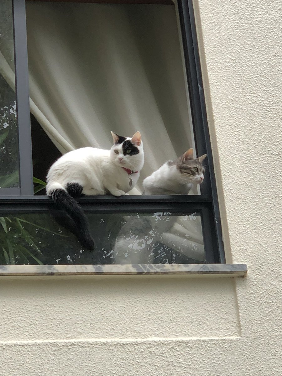 Teresa Leandro 🇵🇹🐾 tweet media