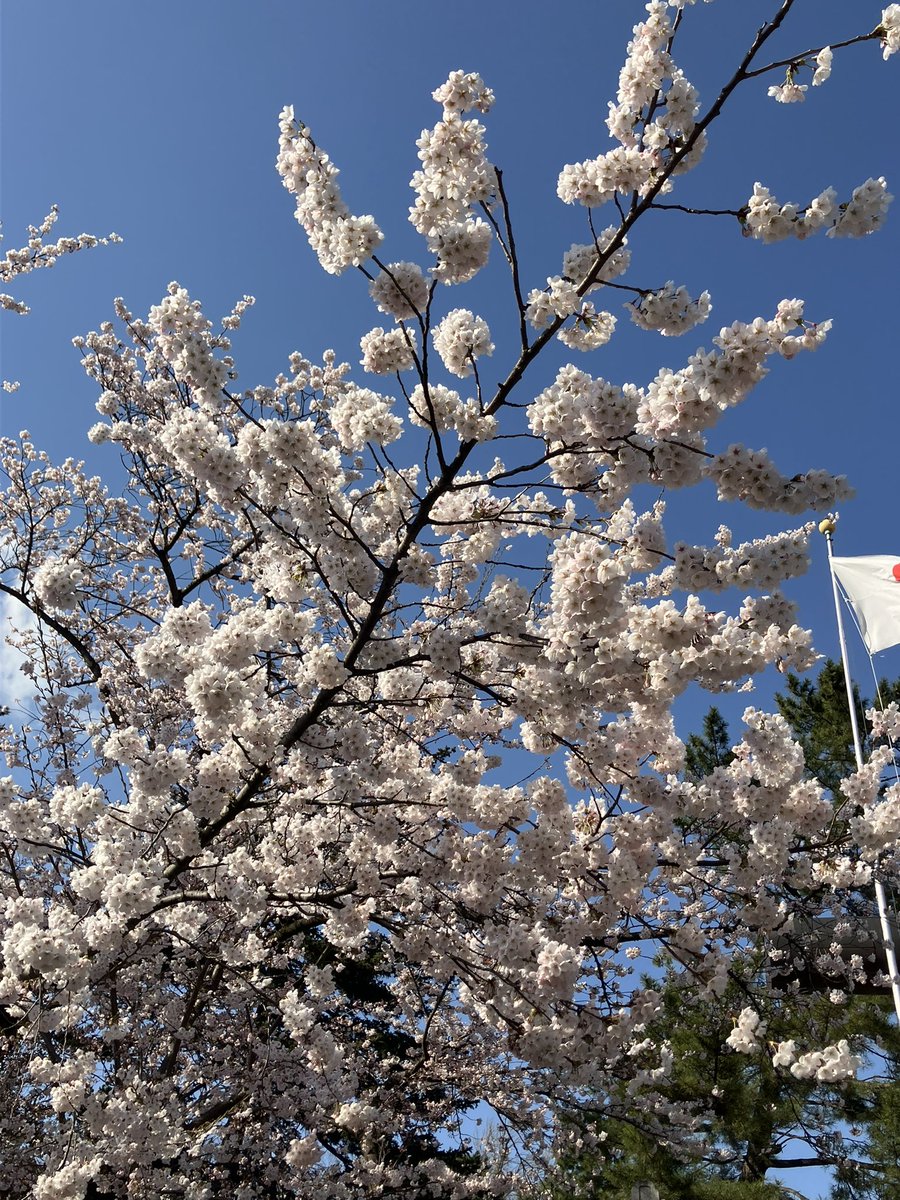 あるちよ@Que Sera, Sera tweet media