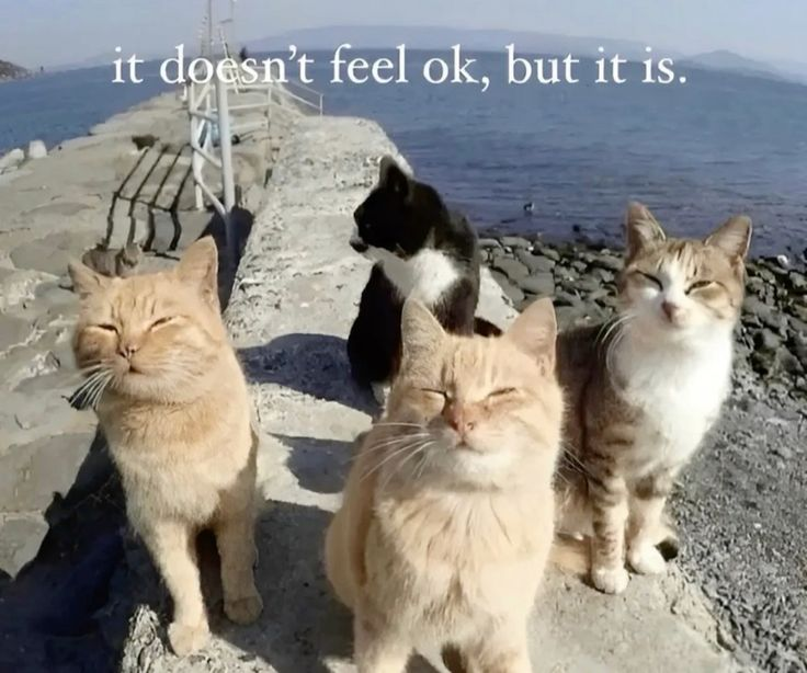 Cat Posted (@CatPosted) on X