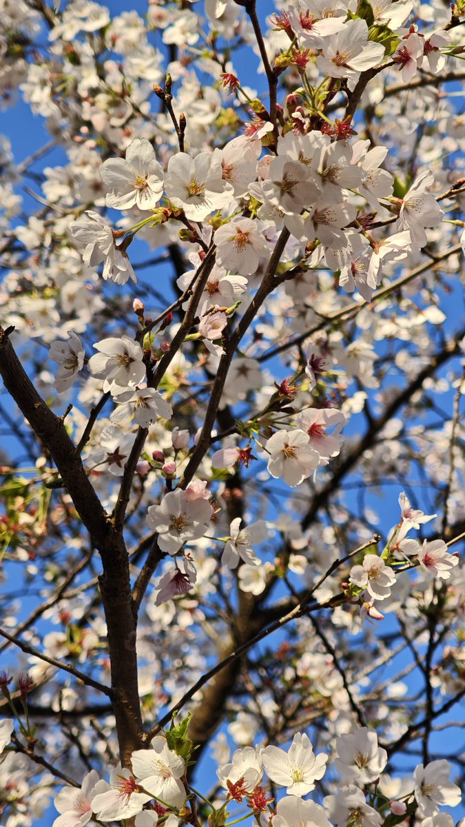 桜🌸満開