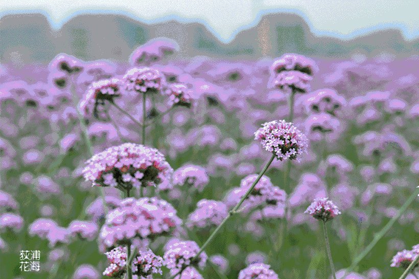 leydiana Palma tweet media