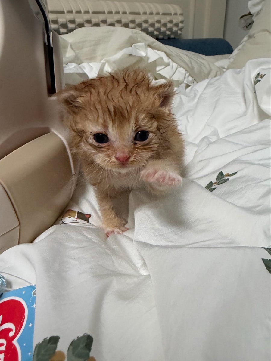 째앙금 tweet media