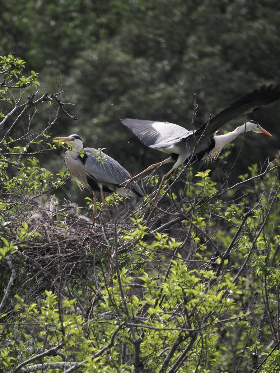 玉村要平 tweet media