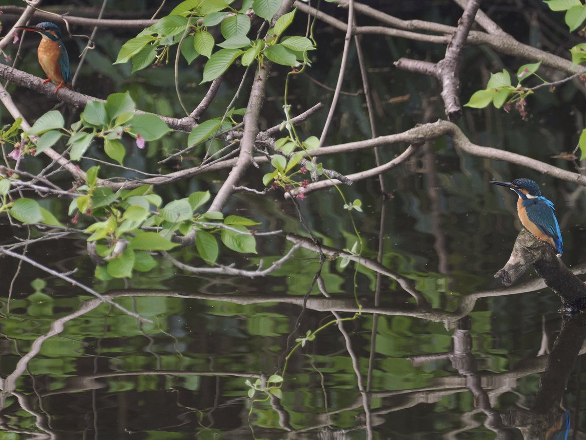 玉村要平 tweet media