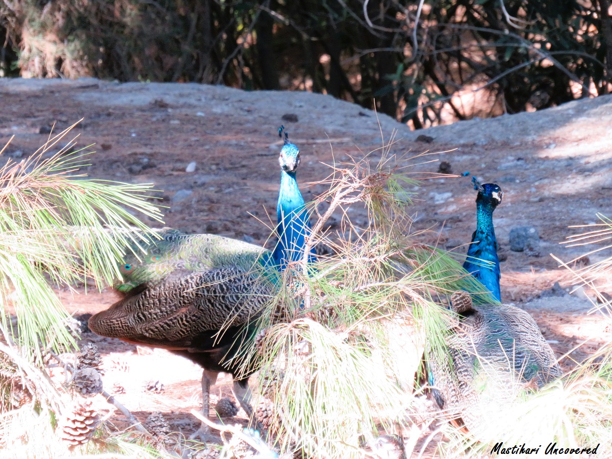 Uncovering Kos tweet media