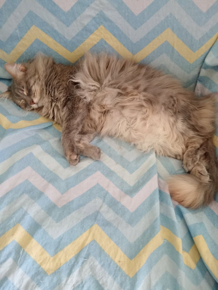 Buongiorno Amiche ed Amici, come si può far del male a questi nostri amici animali? Nello specifico Lilli ha 5 anni trovatella tiene molta compagnia a mia madre disabile e dorme ai piedi del suo letto...🥲🥲 W Lilli 😸😸