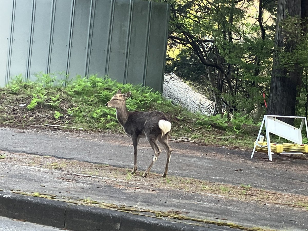 shisyou1's tweet photo. 数年ぶりの本格登山で蛭ヶ岳
運動不足が���イレクトに来て地獄見た😇
「帰れるかこれ…」って何回も思ったw
勢いで山選ぶのは危険だと学習
#蛭ヶ岳 
#富士山は偉大 https://t.co/iAFyf2JmJx