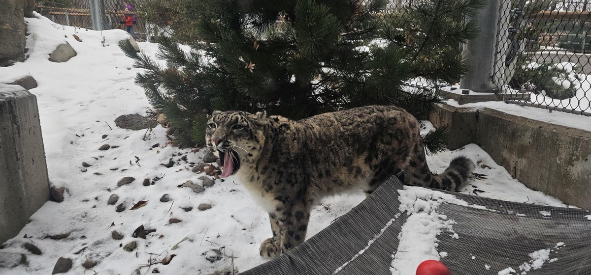 daily sneps tweet media