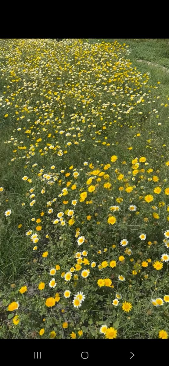 سعود السعيدي tweet media