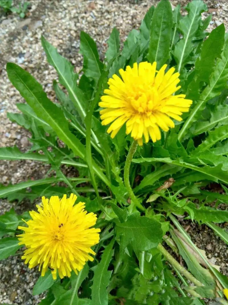 漠然 （互fo） tweet media