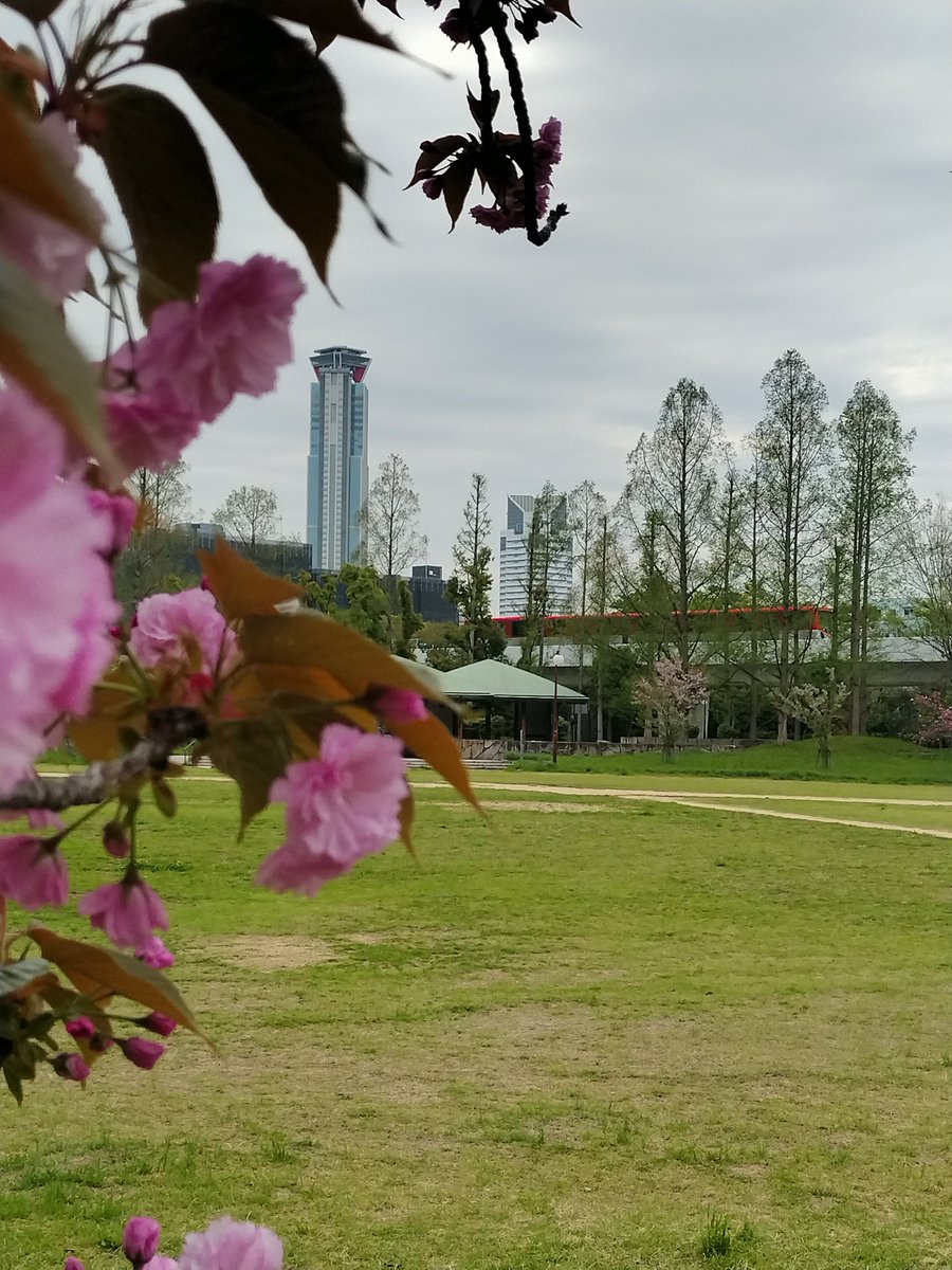 遅咲きの八重桜も葉っぱがでてきてる