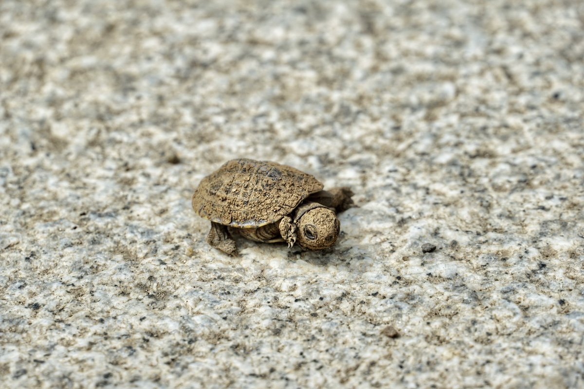 御朱印・神社メモ tweet media