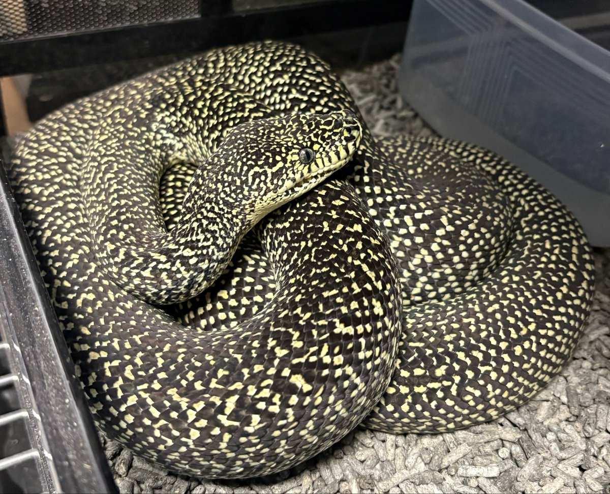 かに🦀 tweet media