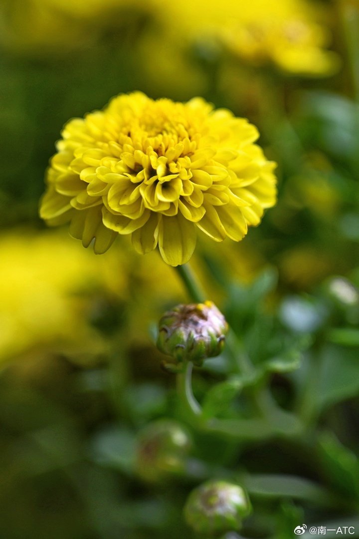 kristine pence tweet media