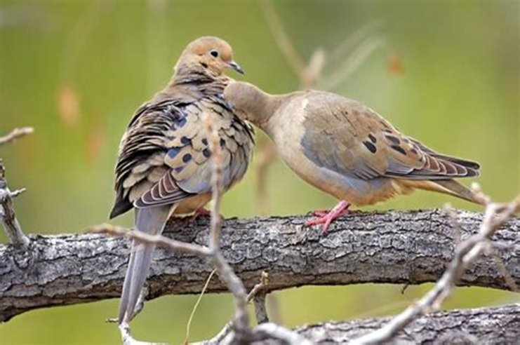 Eva Close tweet media