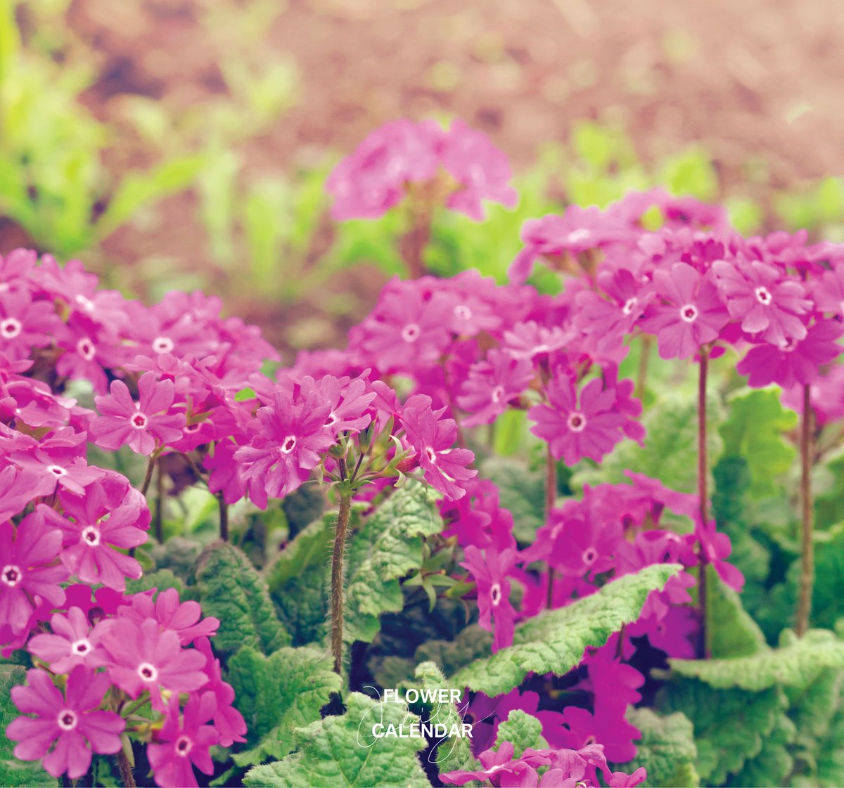 ニホンサクラソウ｜花の日めくり

花言葉「初恋・憧れ」

春に淡紅色や白の花を輪状に咲かせるサクラソウ科の多年草です。原野の湿地などに自生し、江戸時代からさかんに栽培され愛されてきました。徳川家康がその美しさに魅了されたという伝説もあります。