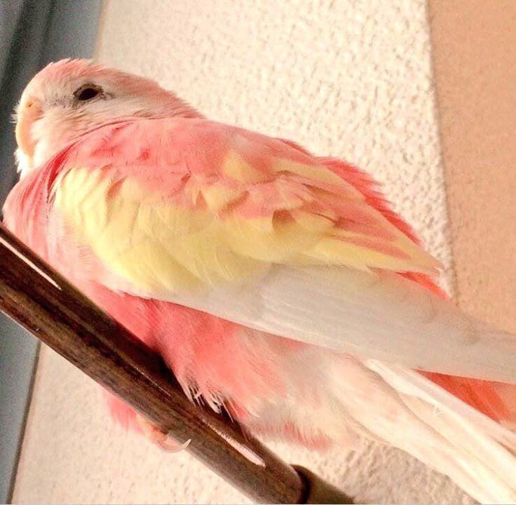 컴백만기다리는도르래🦩 tweet media