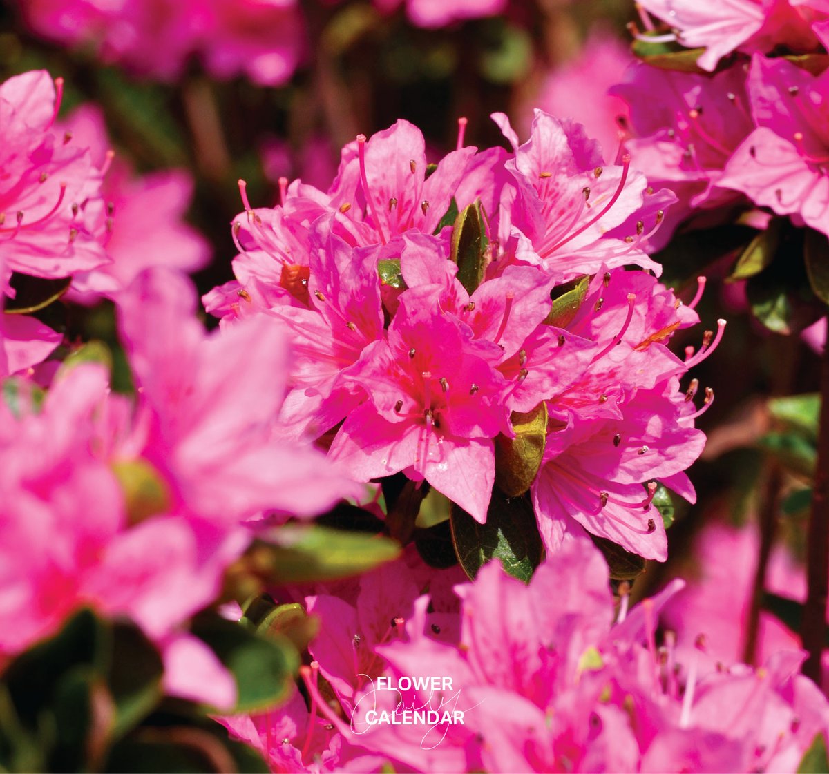 暦生活 tweet media