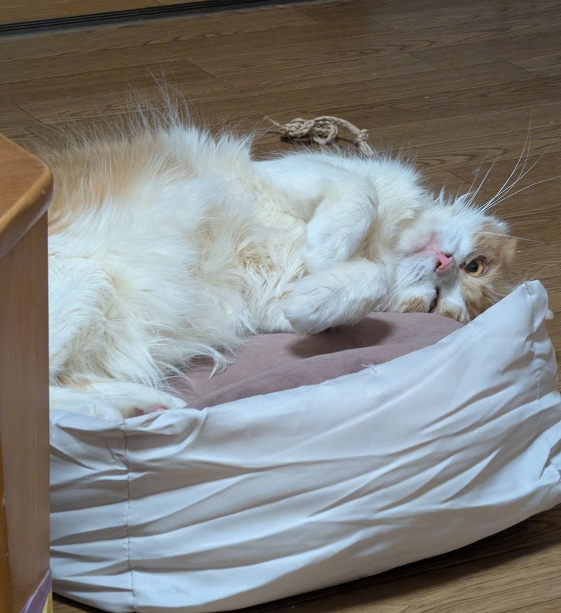 GoSakichi's tweet photo. おかーたんは熱でダウンしてます。
明日仕事だから頑張って下げてます😷
だからゴメンよ、今日は遊べない
…って気にもしてないのか…

 #猫  #ねこ  #サイベリアン https://t.co/3FvhWrkIvO