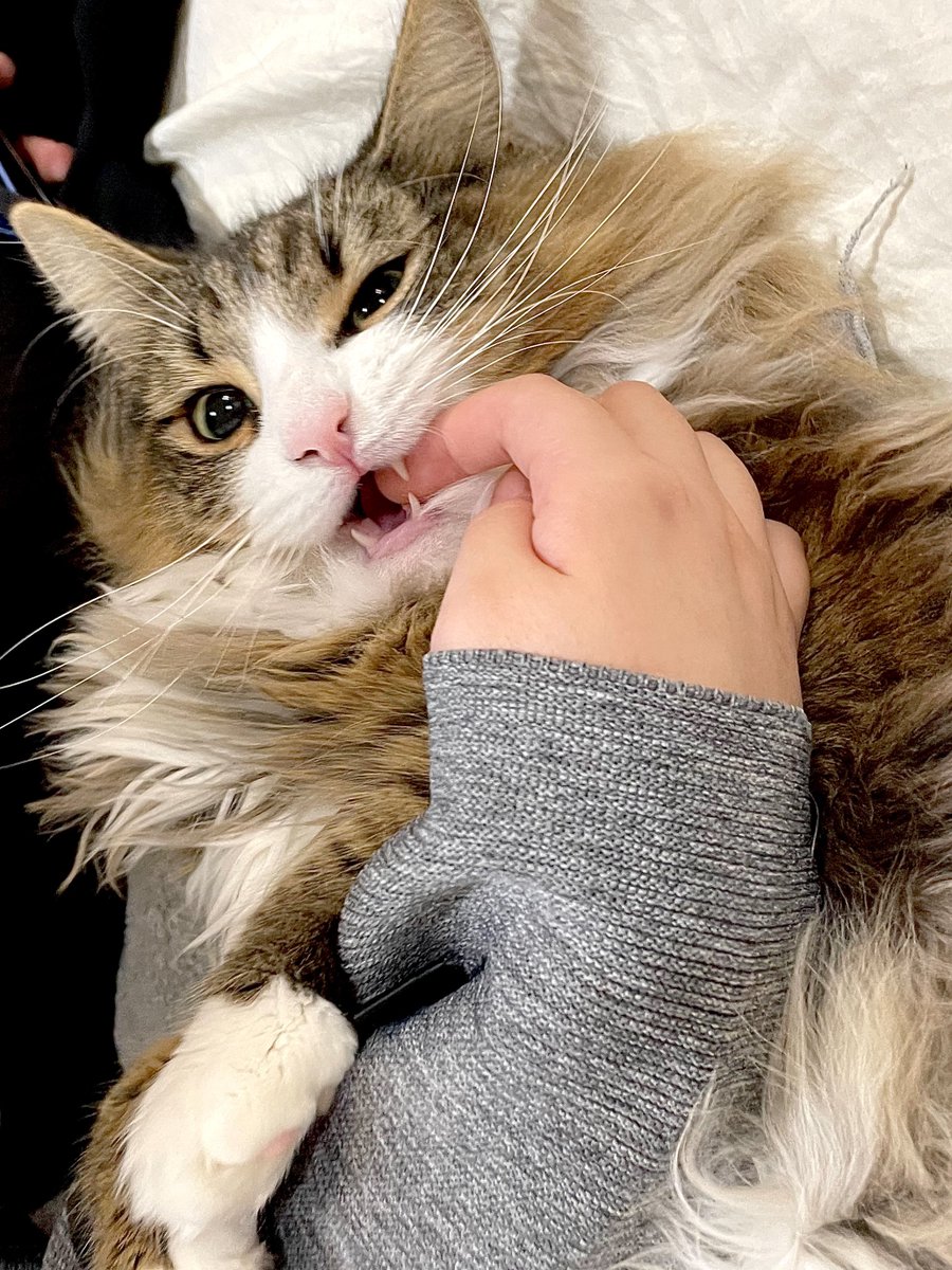 しろあん🐾でっかい北欧猫 tweet media