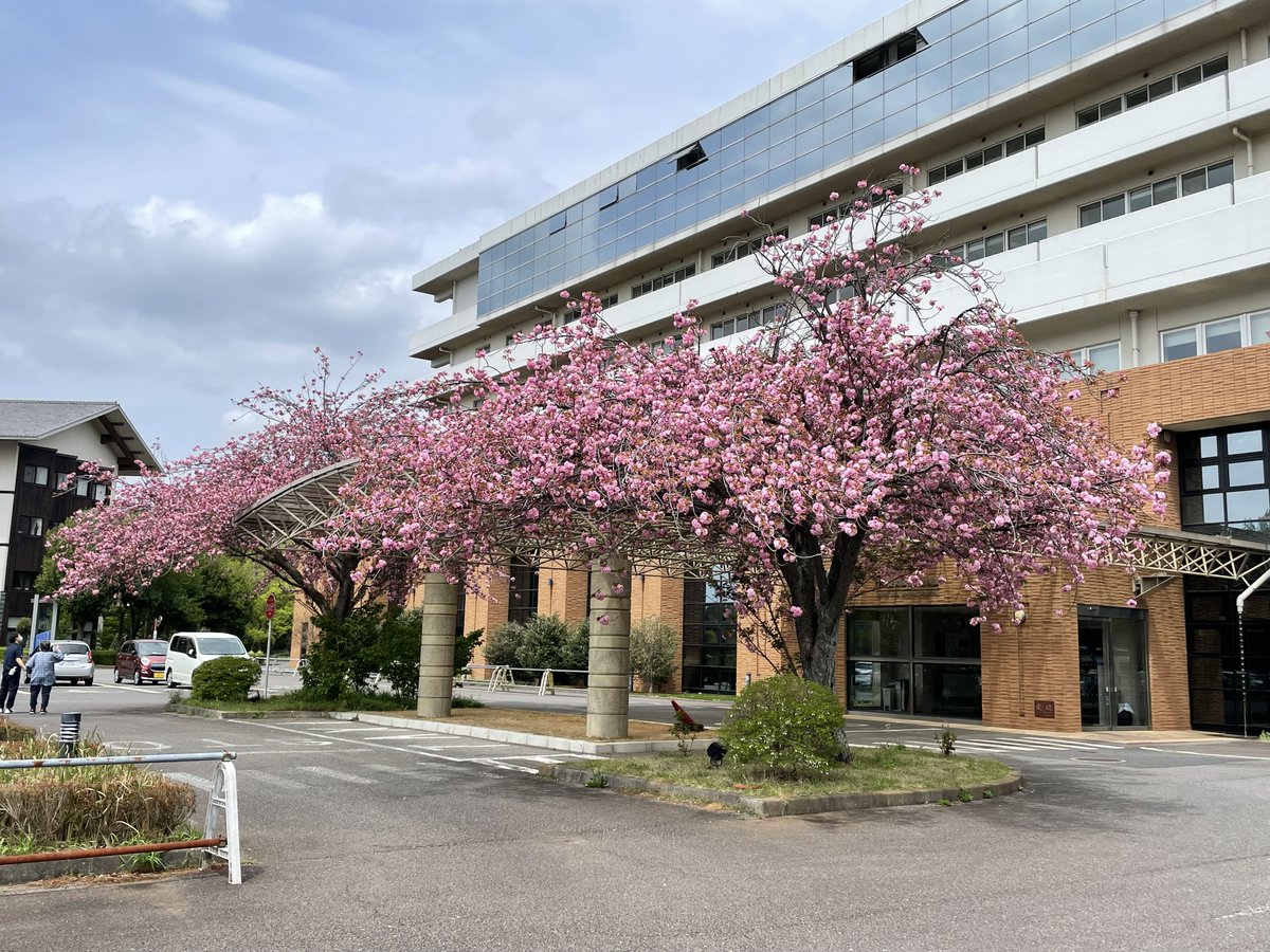 ichikaz's tweet photo. 病院前の今日の桜。しだいに良い季節になってきて、体調も少しずつ回復してきました。元気に前向きに進めそうです。 https://t.co/e3aYgzCzC2