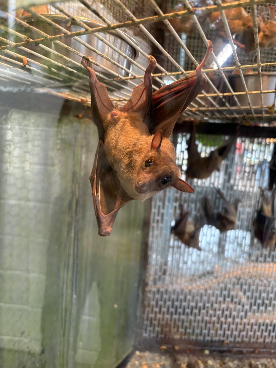 須藤セリナ🌸🪽 Sūsū tweet media