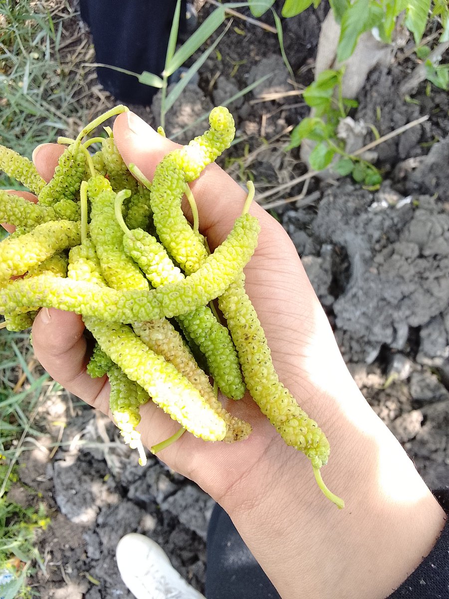 بسبوسه ♥️ tweet media