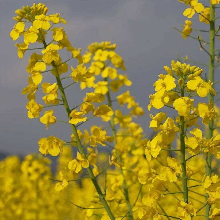 Solowyow Kirill tweet media