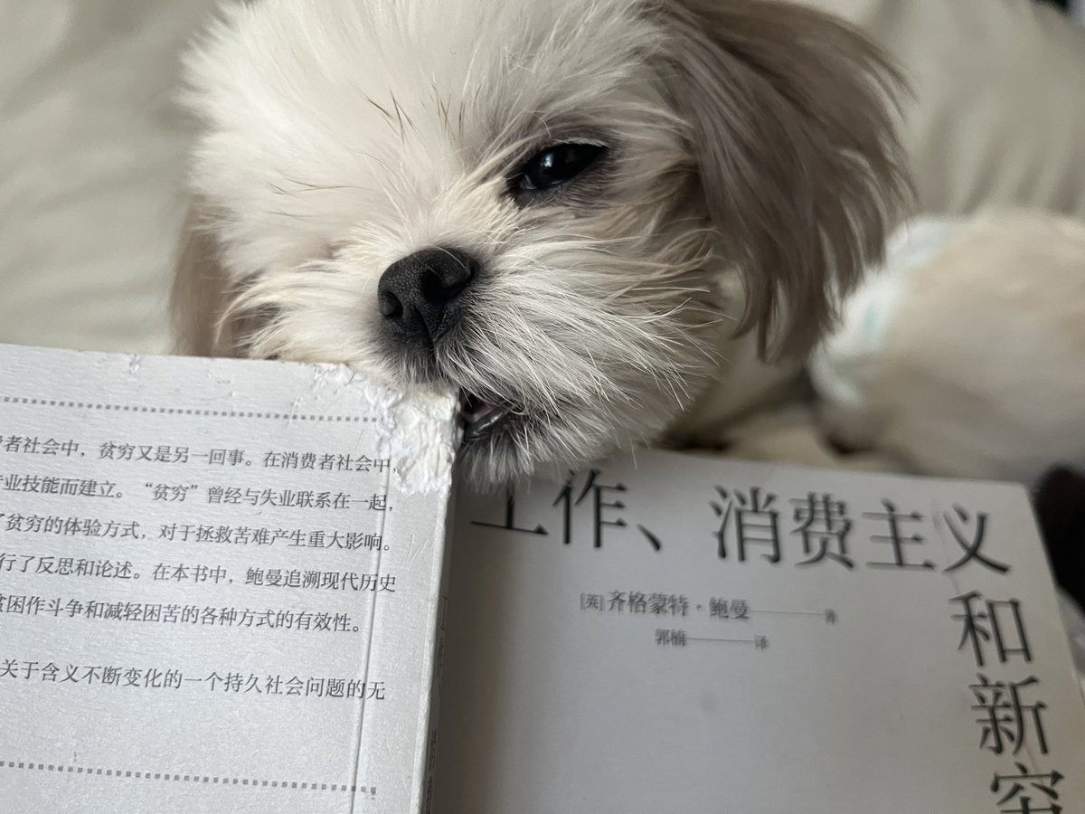 Roshancooooo's tweet photo. 此犬最有态度的一口 https://t.co/Zknw0Iq2fq