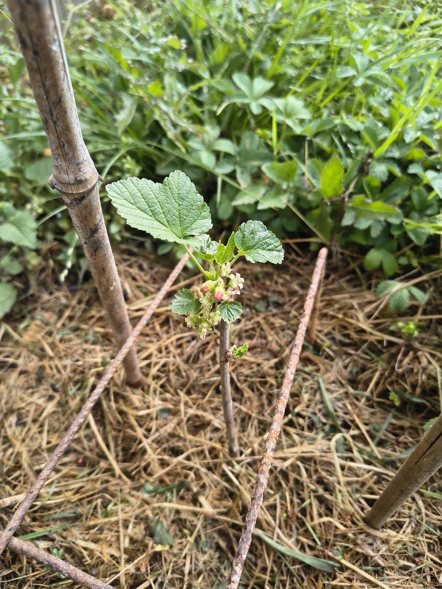 🌱Manu🌱☯️ tweet media