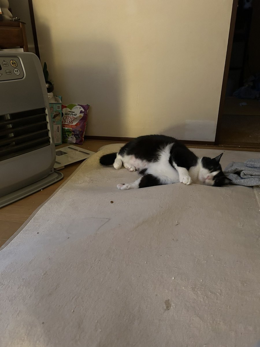 ルシ♡P&V&Z😸 tweet media