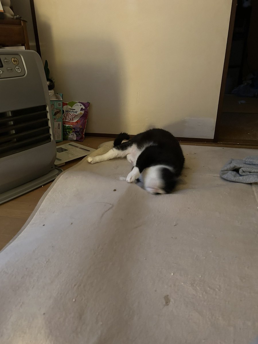 ルシ♡P&V&Z😸 tweet media