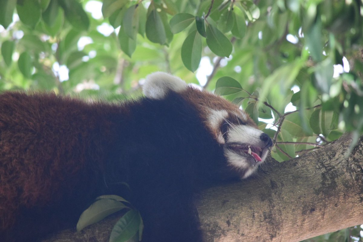 トゥセェイ tweet media