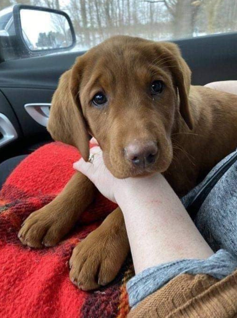 The Dalbo Dog tweet media