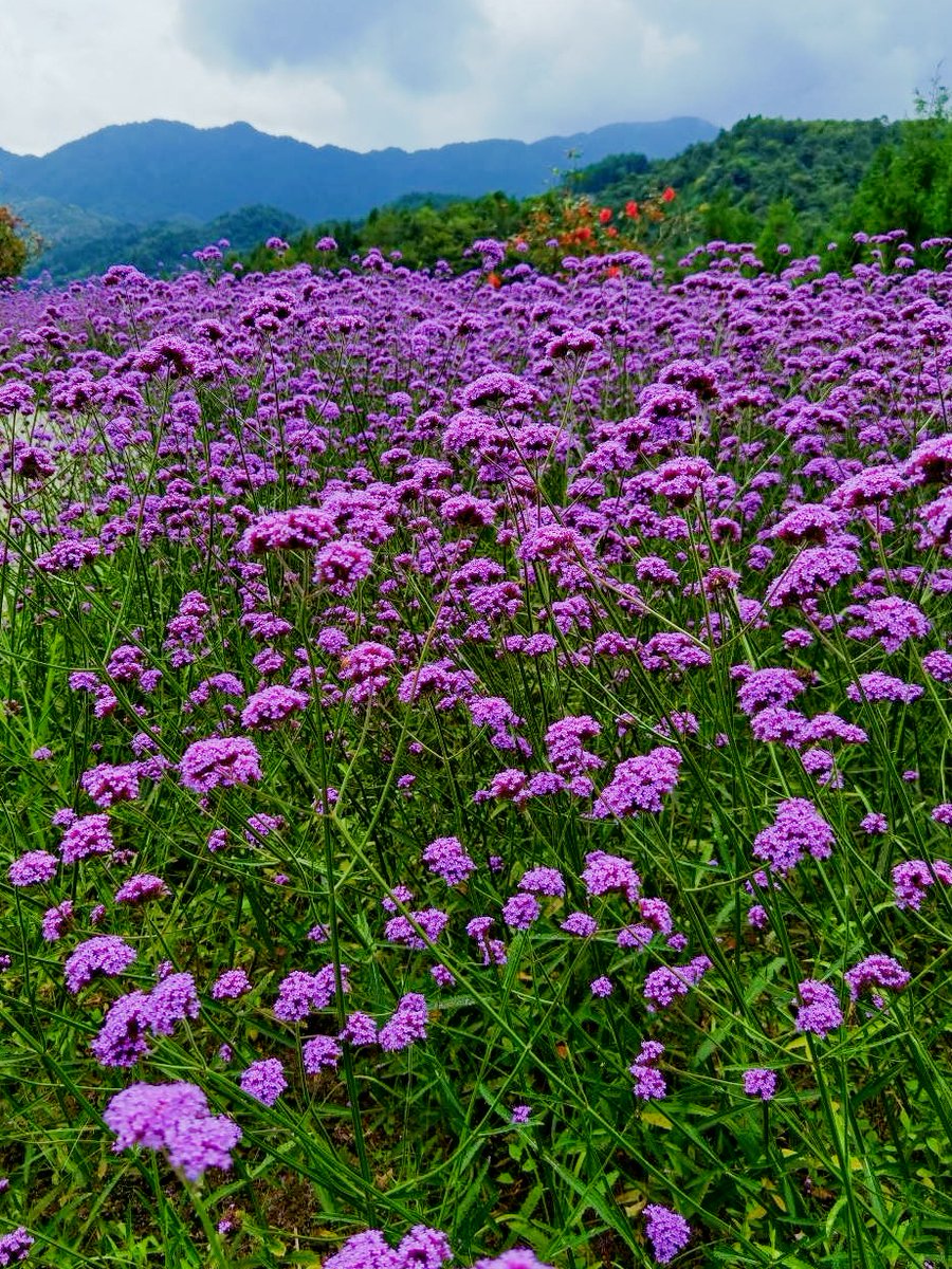 Ouedrao03144311's tweet image. "Baked fresh lavender shortbread this morning—crumbly, floral, u0026 perfect with afternoon tea  #HomeBakingJoy #BakingTherapy #FreshFromOven"