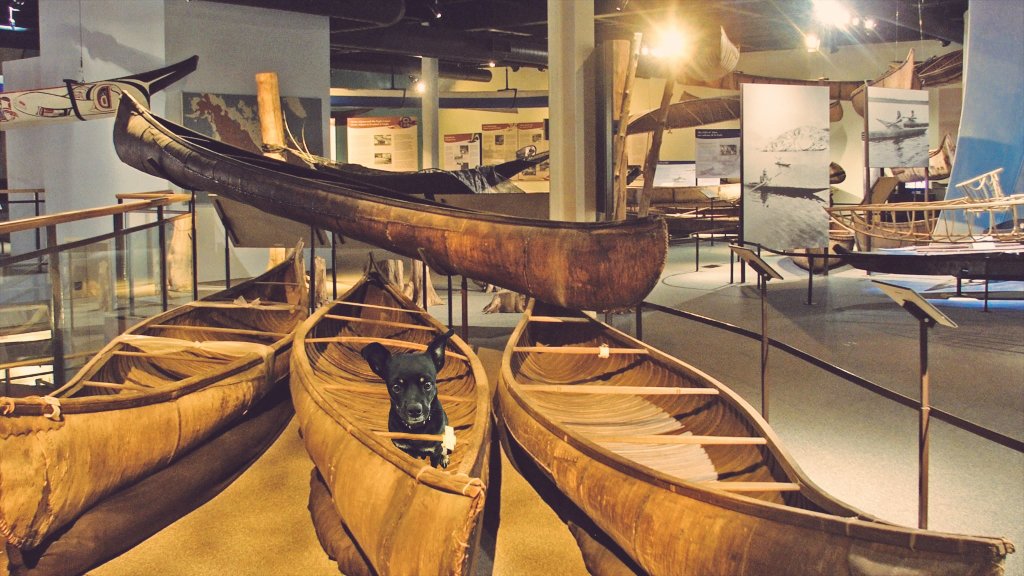 CanadianPenny1's tweet image. Bear's 🇨🇦 #FunFact: Paddle into more than 1,000 years of history at the Canadian Canoe Museum! Located in Peterborough #Ontario, it's home to the world’s largest collection of canoes &amp;amp; kayaks...over 650! 🛶 

Shhhhh, I don't think I'm supposed to be sitting in here 😬
