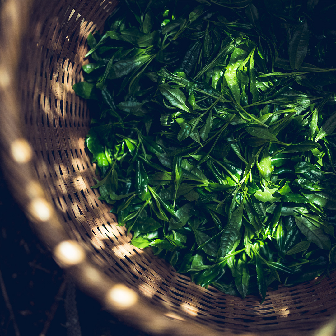 branchechocolat's tweet photo. 福岡県産「八女茶」を使用した
抹茶のカレ・オ・ショコラ🍃
生クリームと煮詰めたミルクをバランスよく合わせ、
乳脂肪を控えながらも濃厚な味わいに仕上げました。
ほんのり香る福岡県産の梅酒が、
ホワイトチョコレートの甘みをより引き立てます✨

🍫https://t.co/xXLUzlS1I1 https://t.co/yVRf5Rse1L