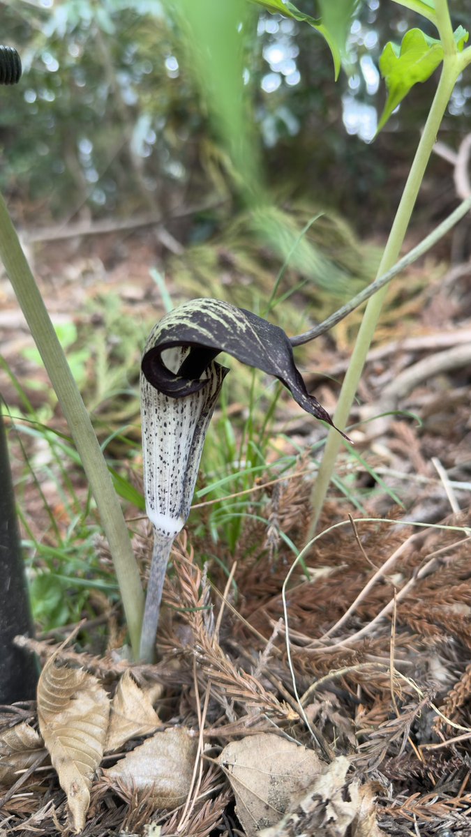 【公式】奥州･仙台おもてなし集団 伊達武将隊 tweet media