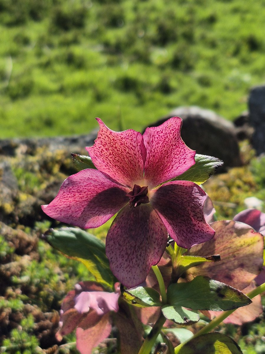 PhilSipocz's tweet image. Little mixture from the garden. #Colour #Spring