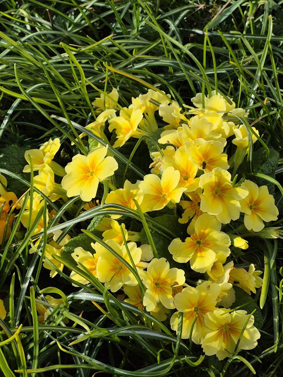 PhilSipocz's tweet image. Little mixture from the garden. #Colour #Spring