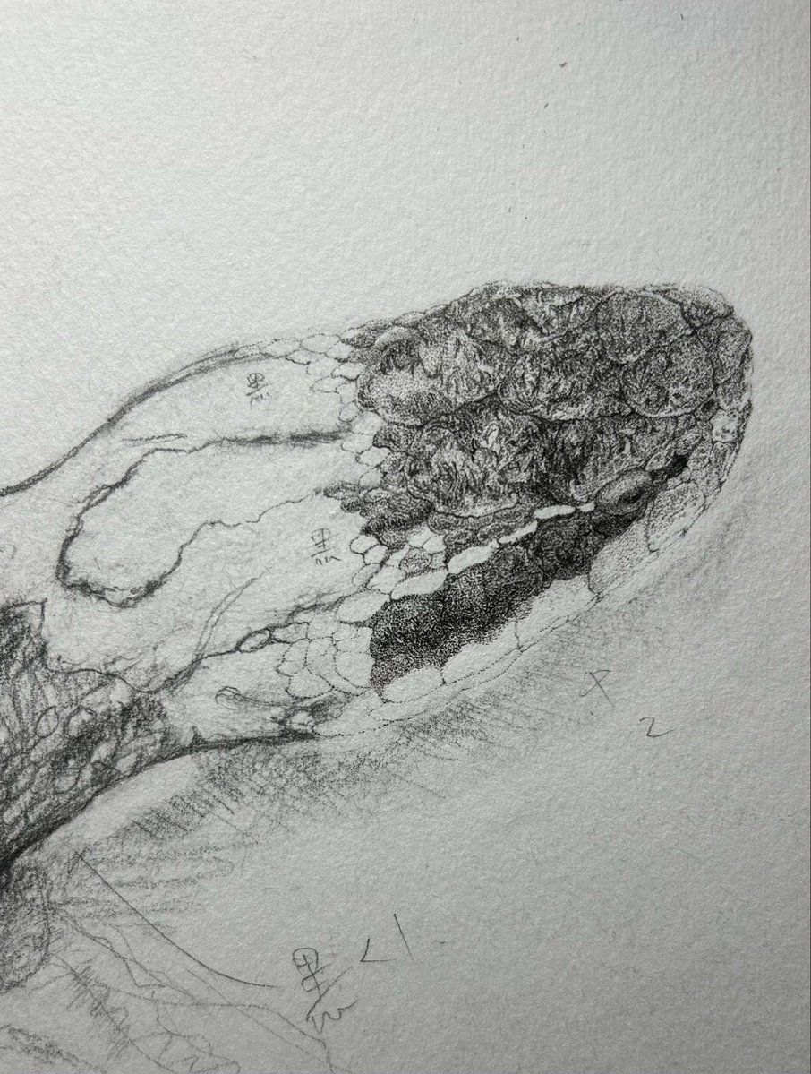 スキャンしていくように
#ペン画 #点描画 #死骸 #蛇