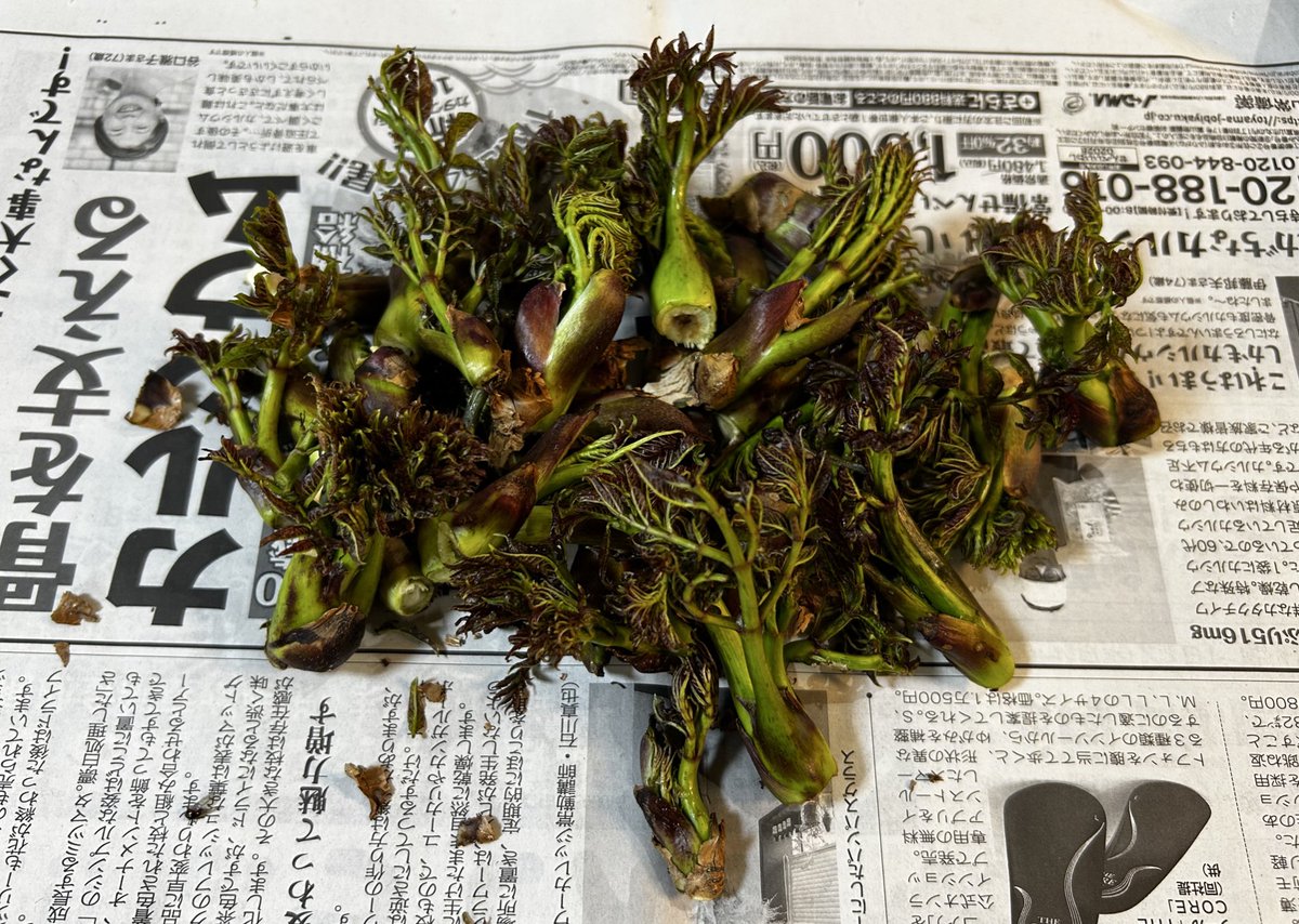 ピアノの先生してまして、、、プレイエル tweet media