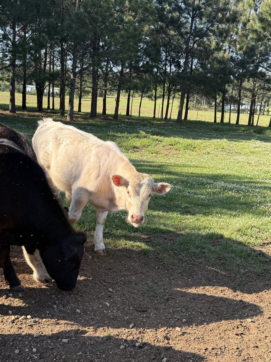 John Morgan tweet media