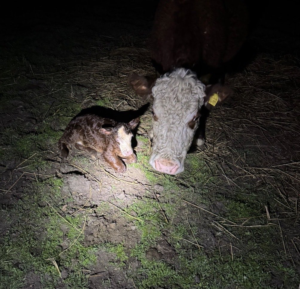 scottydogdart's tweet image. Busy weekend all around, 2 exhibitions, 2 calves born and all that goes In between. @lpdetecting @CosmoDartsInt @LukeRoper @elov8comps @FoodsRoger41494 #darts #stars #bournemouth #baby #cows