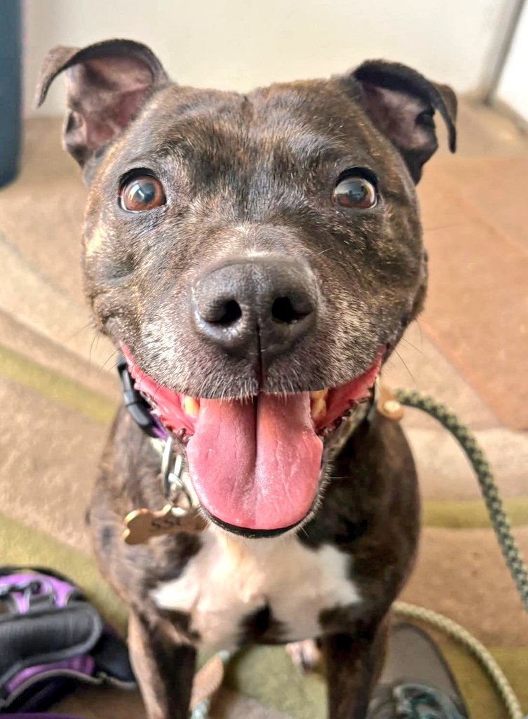 Senior Staffy Club Dog Rescue tweet media