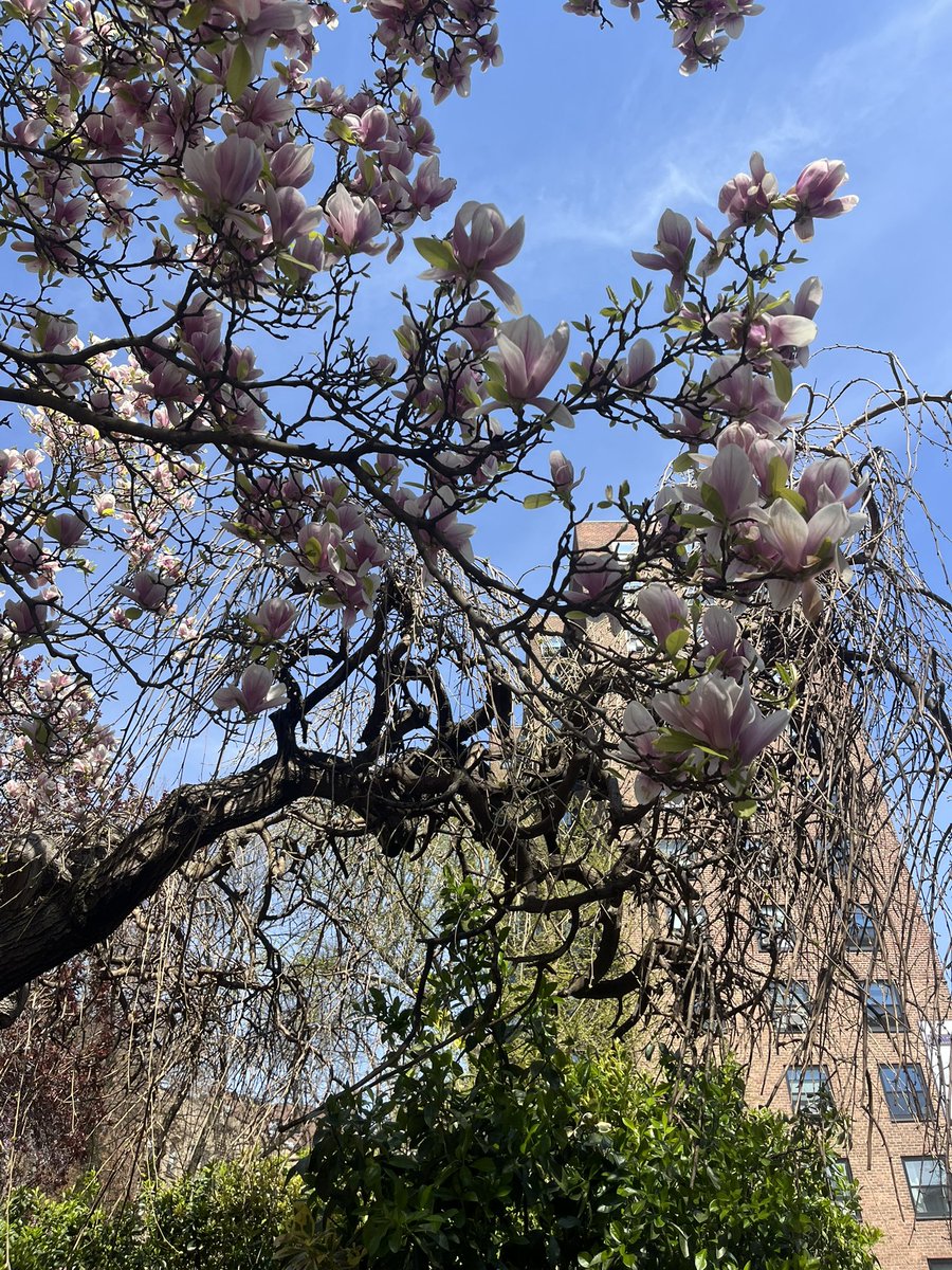 amanda ❣️ in heated rivalry era tweet media