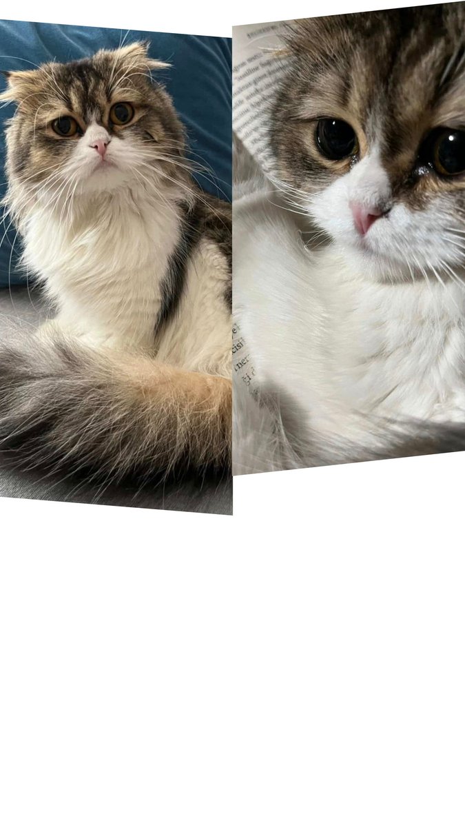 Yüksel Bayram tweet media