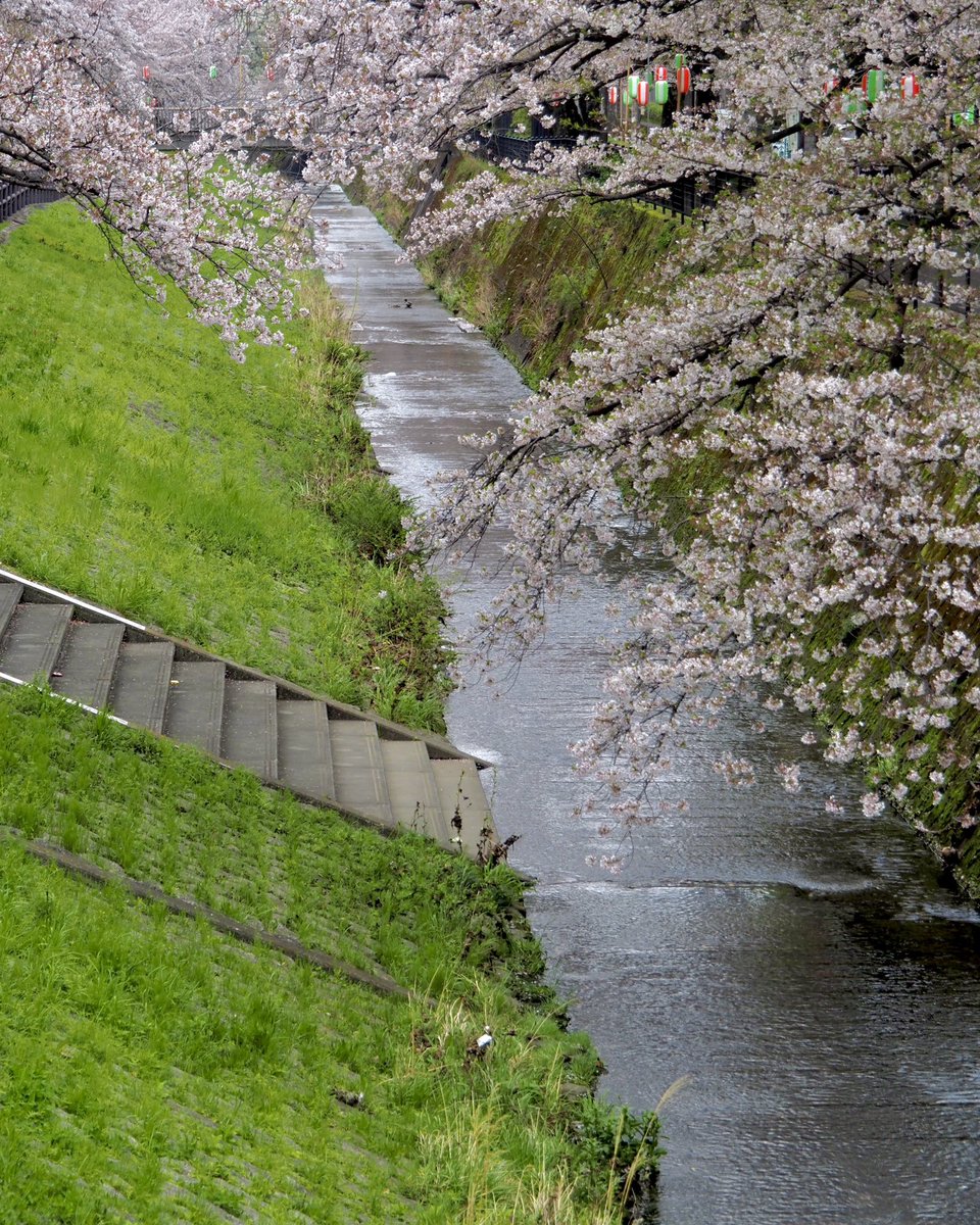 アマガエル tweet media