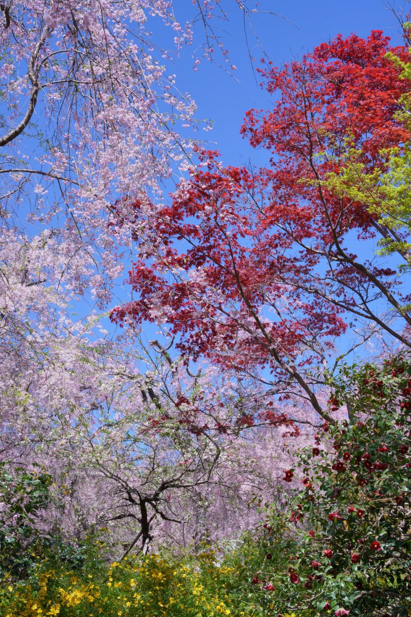 2026/04/11 #原谷苑

確かに手入れが行き届いていて綺麗です。
でも、何となく撮らされてる感じが拭えません。